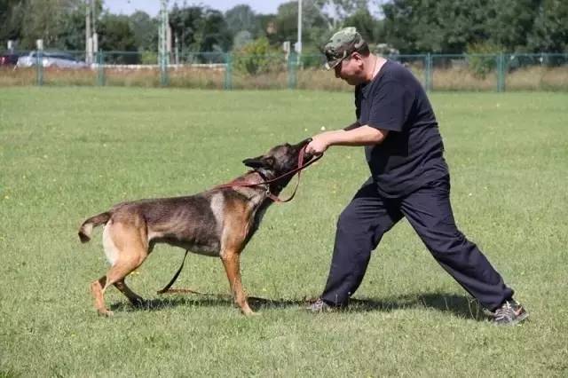 姿势|海关首次境外选犬,为何挑的是它?