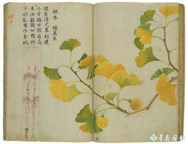 岛城秋韵,“杏”好有你