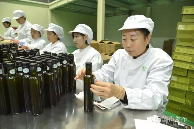 最美橄榄季，小武带您探访“特级初榨”是如何炼成的~