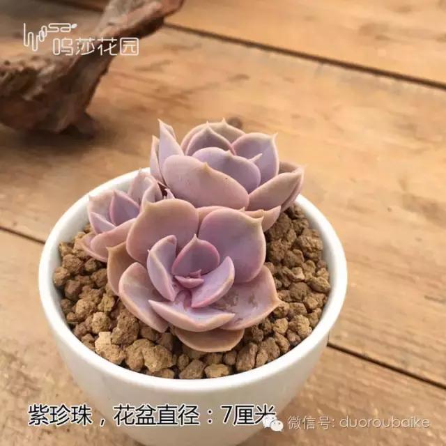 多肉植物新手入门知识,多肉植物品种大全带名字