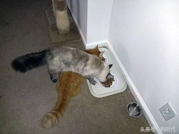 喵星人平常很高冷,喵星人高冷