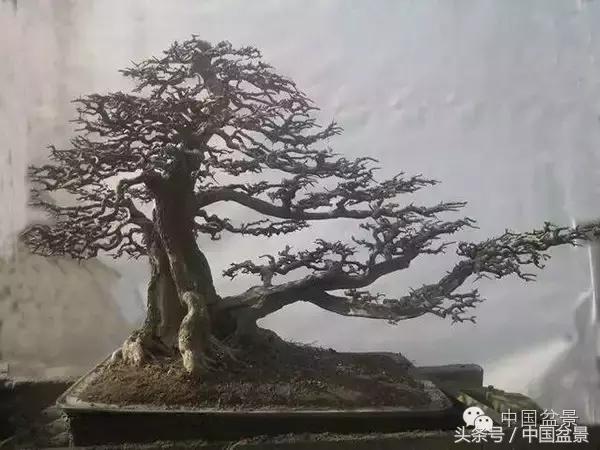 蚊母盆景的养殖方法,盆景中华蚊母的小叶叶片图片