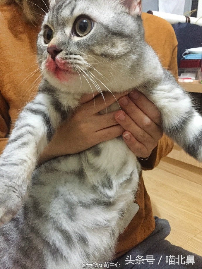 猫奴求助猫猫淘气吃了一点书法印泥会中毒吗？在线等，挺急的。