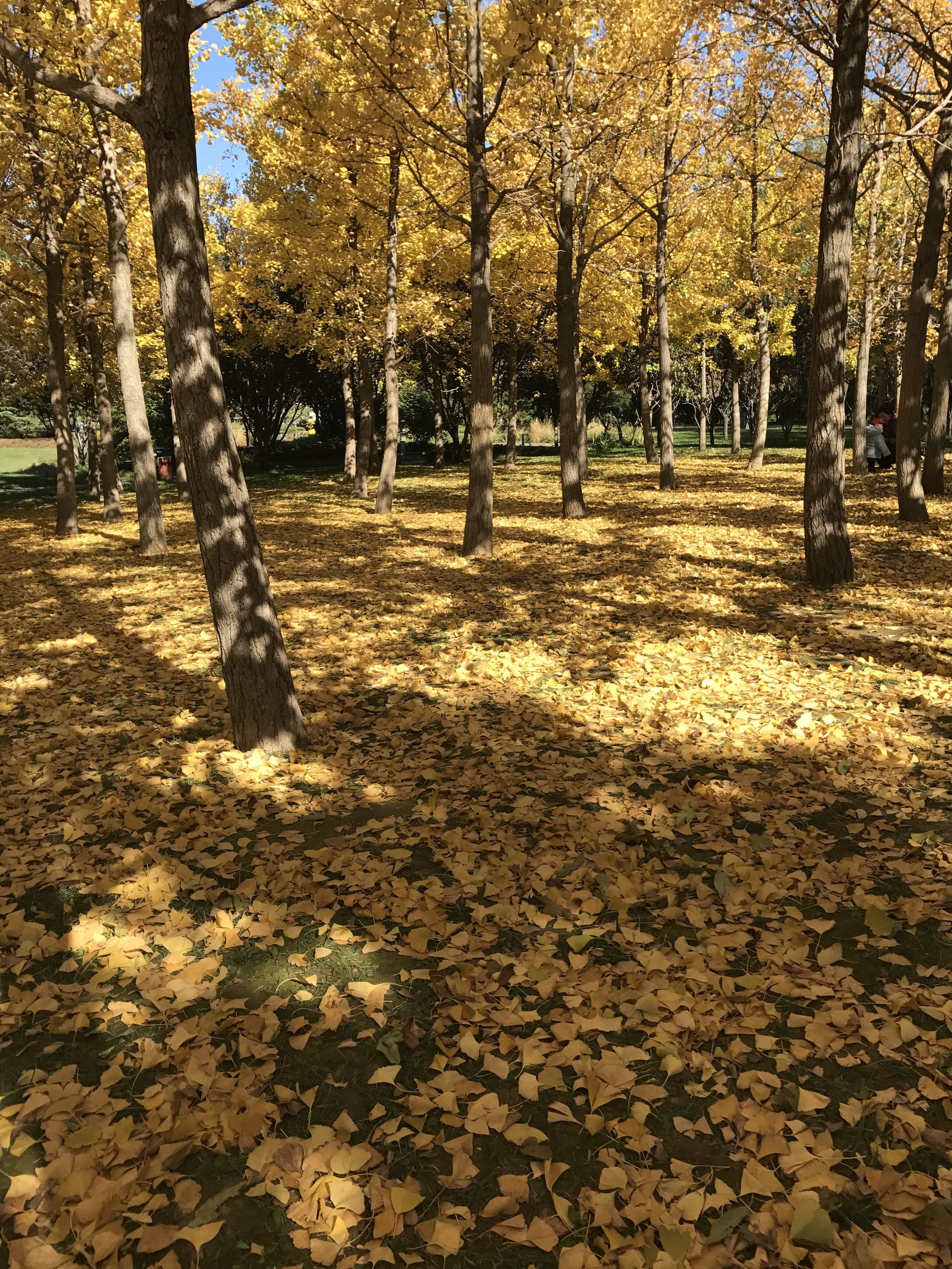 用什么中药泡水喝治心脑血管病,治心脑血管最好的中药方