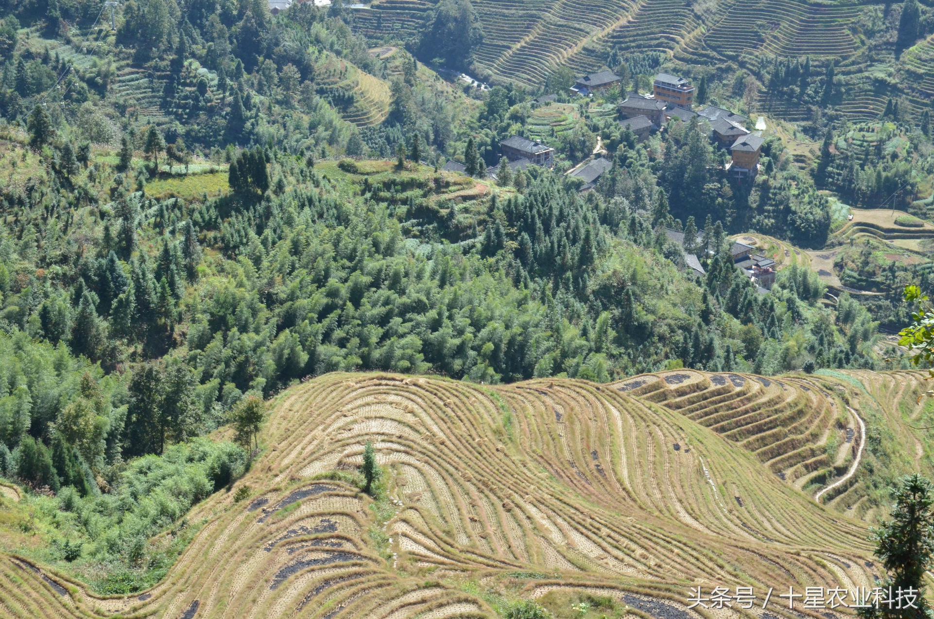 龙胜瑶族大寨龙脊梯田，原创拍摄几十图，有美女出镜哦！