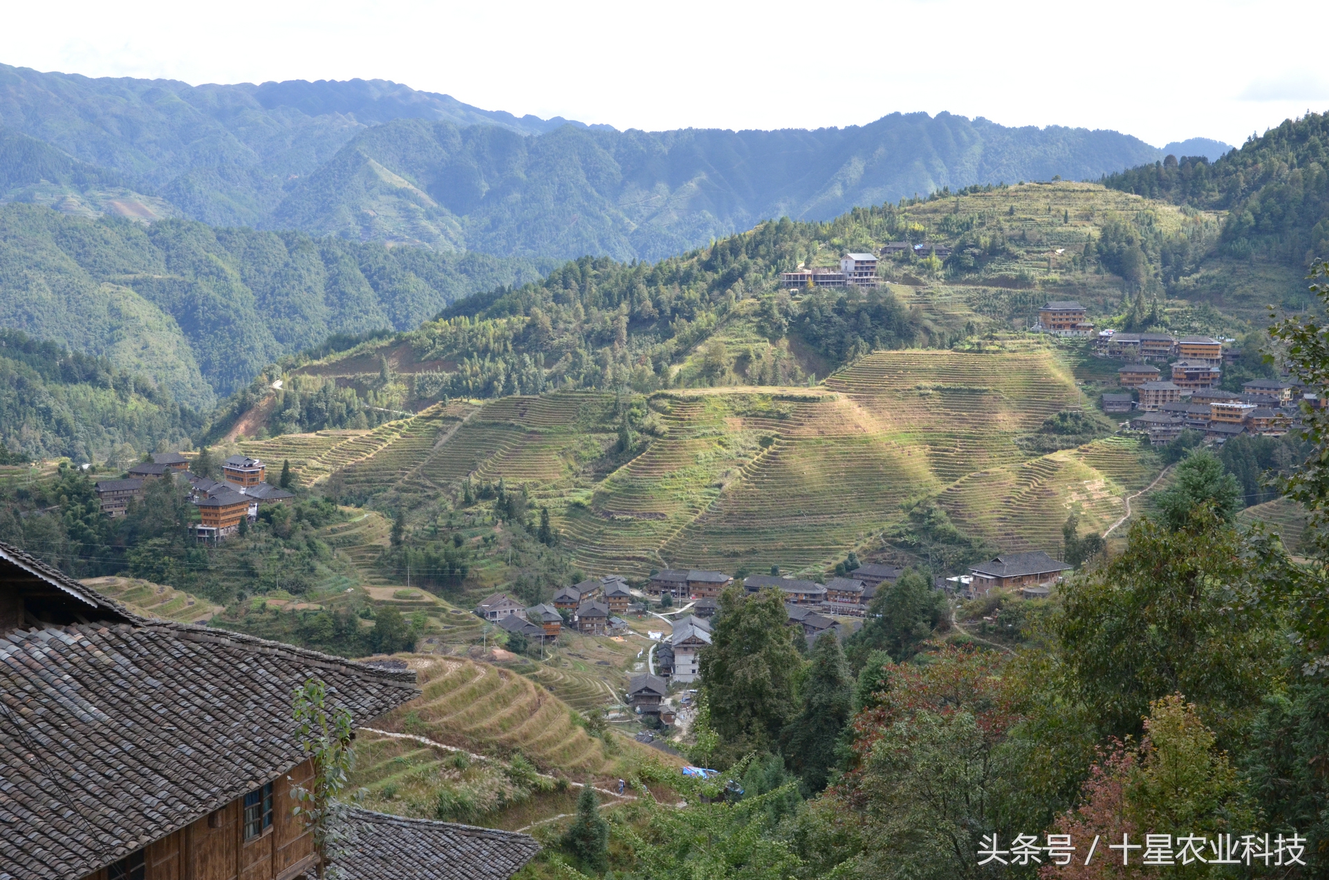 龙胜瑶族大寨龙脊梯田，原创拍摄几十图，有美女出镜哦！