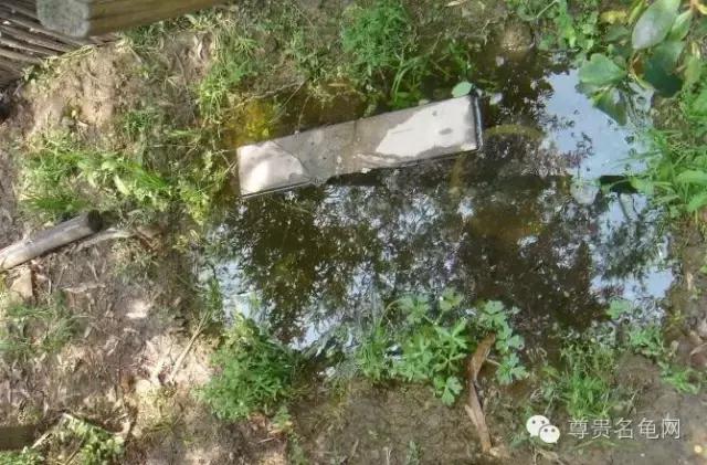 疯狂龟友，6次为龟修建豪华花园！