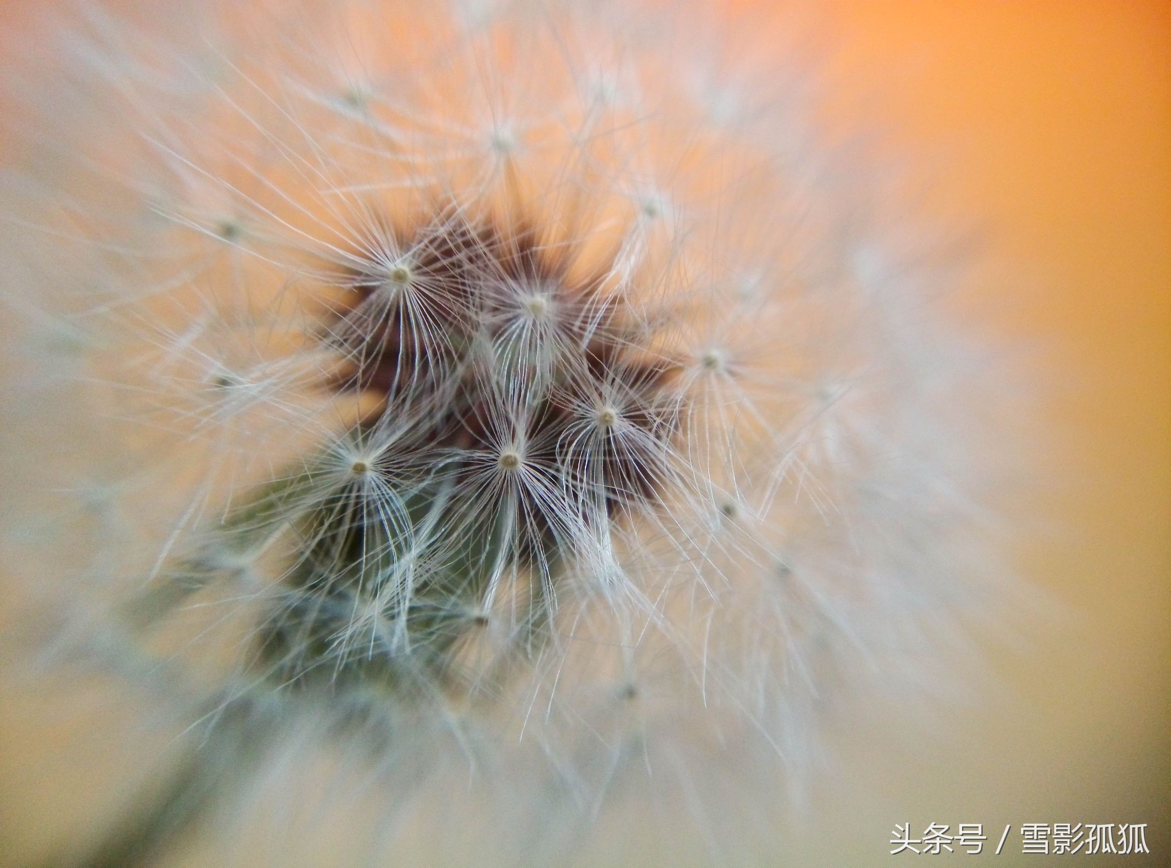 紫色烟花易冷的抖音,紫色烟花凝墨