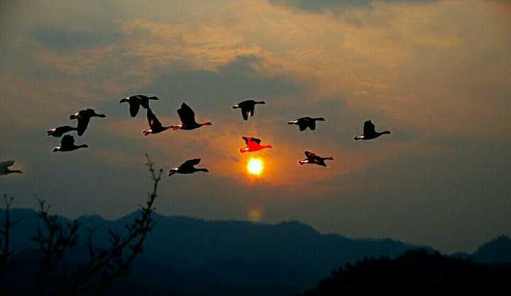 写给母亲的千古情,写给母亲的百封家书