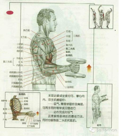 最全哑铃教学,手臂哑铃肌肉训练10个动作图解