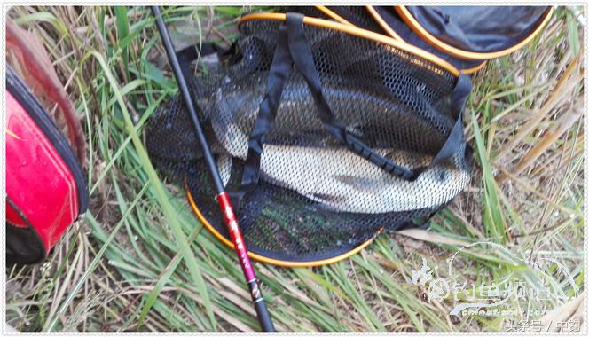 菜地钓鲫鱼绝密技巧,菜地钓白条视频大全