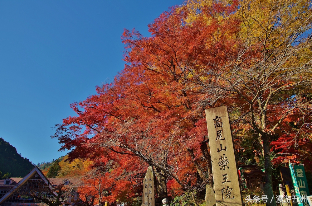 日本赏樱的最佳时间,日本赏枫最佳方法