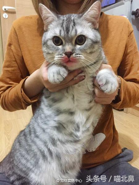 猫奴求助猫猫淘气吃了一点书法印泥会中毒吗？在线等，挺急的。