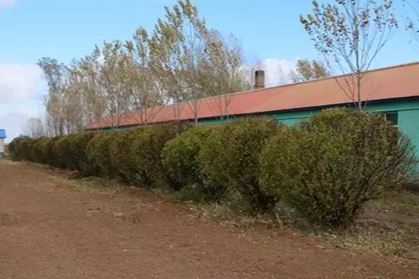 双鸭山市宝清县青原镇——金秋校园别样美