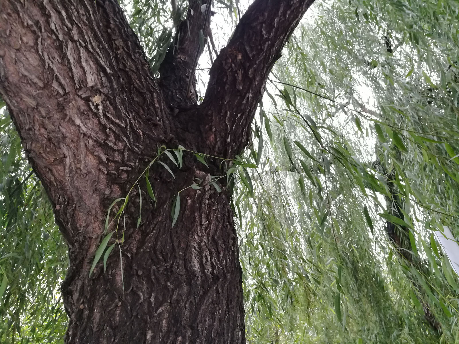 荣耀6x玩吃鸡怎么样,荣耀6x玩cf手游怎么样