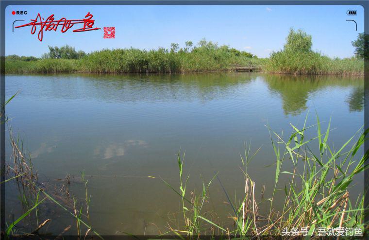 原创我爱飞鱼耍耍耍