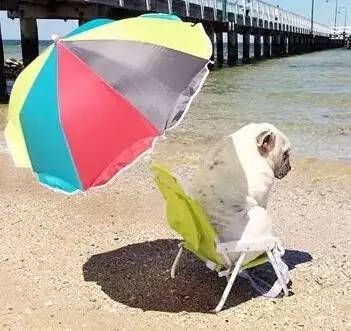 一梦谈狗：这些都不知道，别告诉我你喜欢英国斗牛犬……