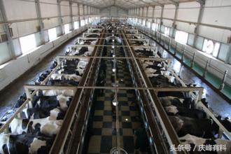 牛场做兽医,牛场兽医工作