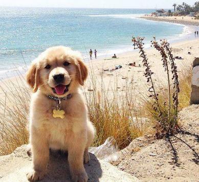 金毛老了,金毛老了有什么特征