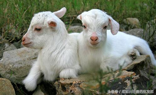 小羊发烧身体发硬怎么办,小羊发烧了怎么弄