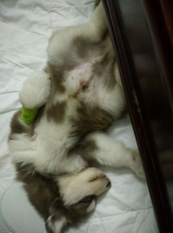 阿拉斯加8个月容易得细小么,阿拉斯加5个月得细小怎么办