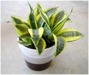 新房子快速去除甲醛,新房怎样去甲醛