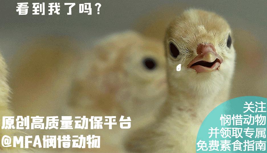 酵母的营养价值及功效与作用,营养酵母是啥