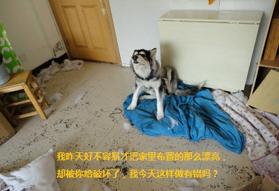 这是一只暖心的哈士奇你们见过吗,这是一只很通人性的哈士奇