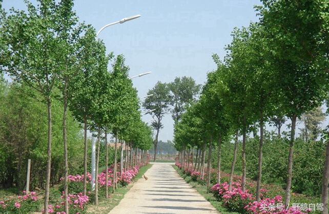 门头沟古村野鹅自驾,什么是野鹅自驾