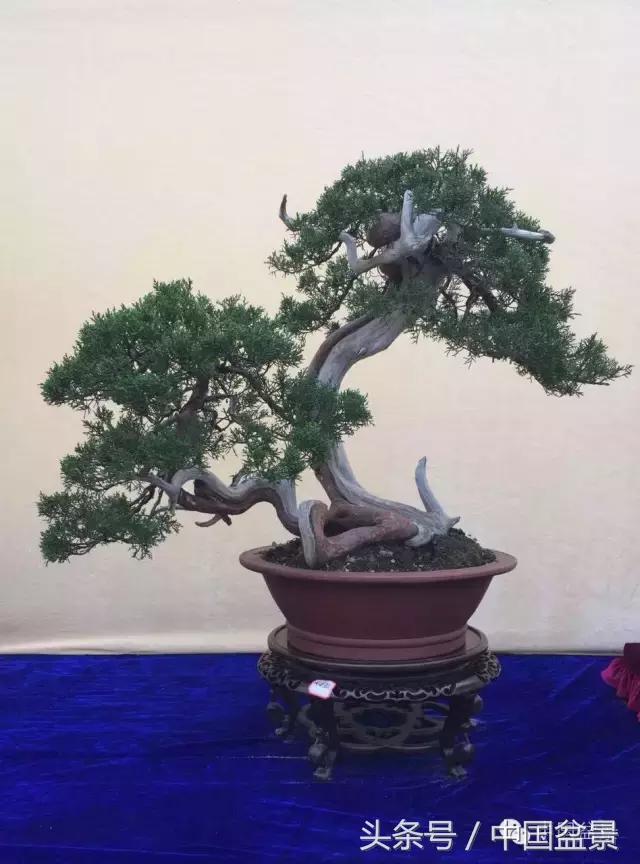 秋冬季节盆景杀菌杀虫,冬季盆景防虫妙招