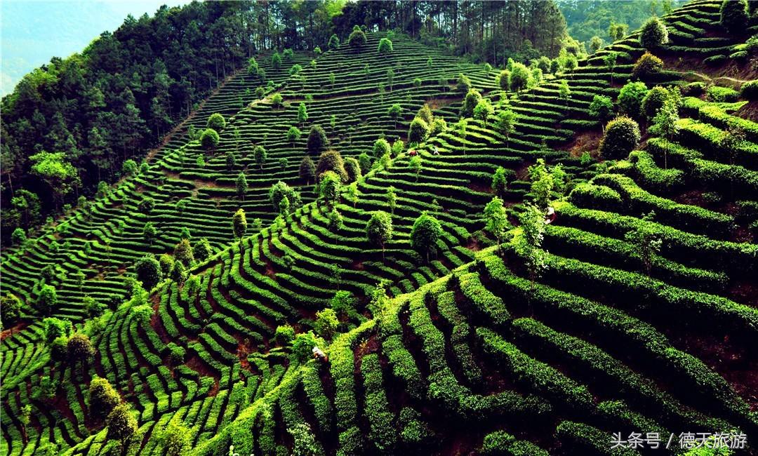 闻茶香回甘甜暖人心,闻茶香绿茶