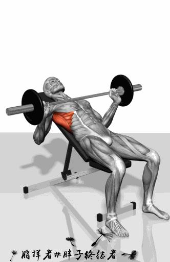 健身应该先练力量吗,哑铃大肌肉群增肌训练