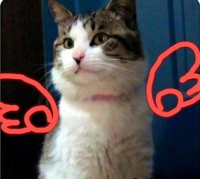 喵星人体外驱虫项圈,给猫戴了除虫项圈它一直挠