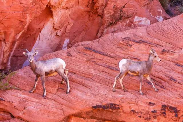 几个细节判断你的宠物是否爱你,如果你的宠物有残疾还会爱它吗