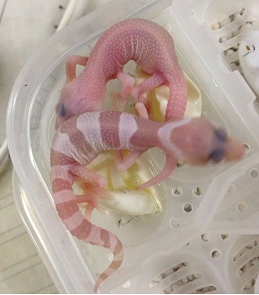 豹纹守宫宝宝破壳的过程,豹纹守宫宝宝孵化破壳而出