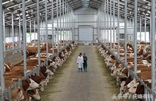 牛场做兽医,牛场兽医工作