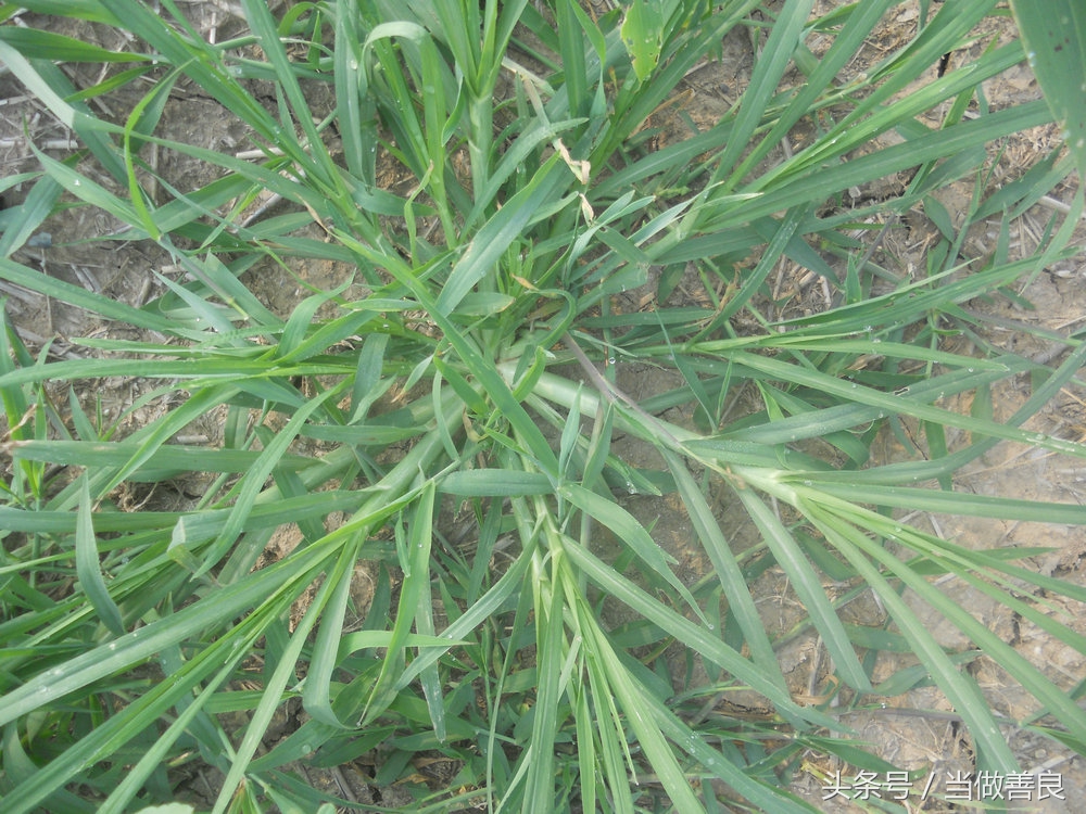南方小时候常见又叫不上名的植物,四川常见花草植物有哪些