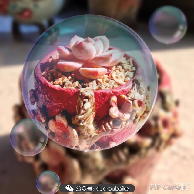 这样的极品雪天使，你可倾心？