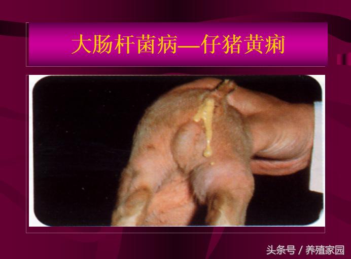 猪冬季腹泻疾病的原因