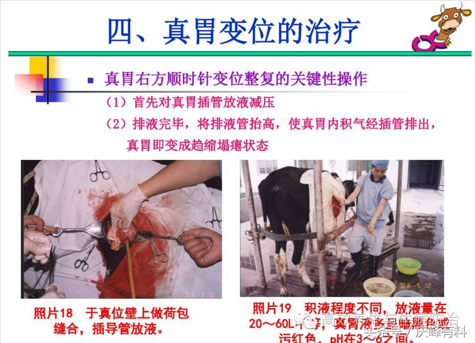 奶牛真胃扩张的症状治疗方法,奶牛皱胃左方变位治疗方法