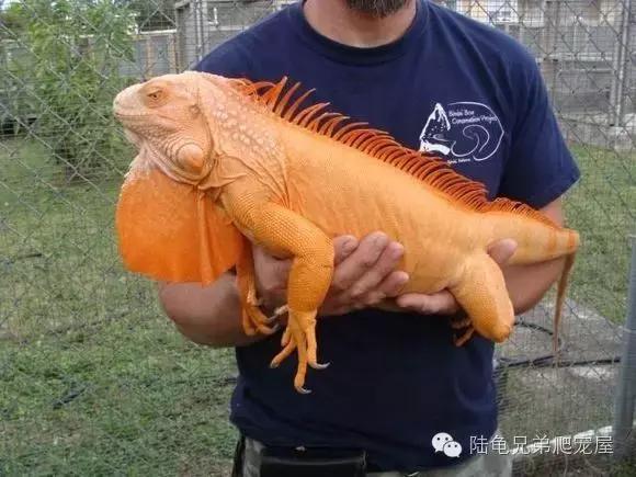 绿鬣蜥的饲养方式和技巧,绿鬣蜥的饲养方法和注意事项