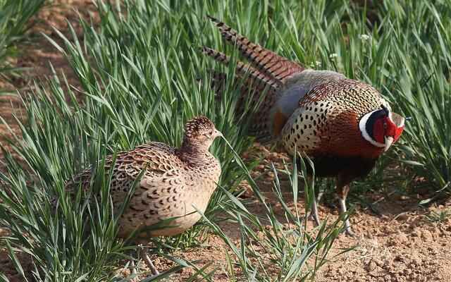 养土山鸡能赚多少,养殖5000只山鸡需要多少成本