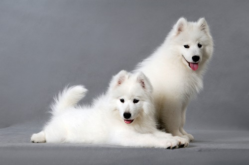 宠物狗毛打结如何处理,狗狗毛特别容易打结怎么办