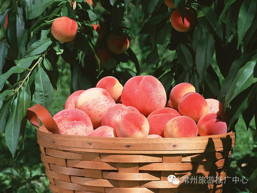 常州有什么特产适合送人,作为一名吃货的必备零食