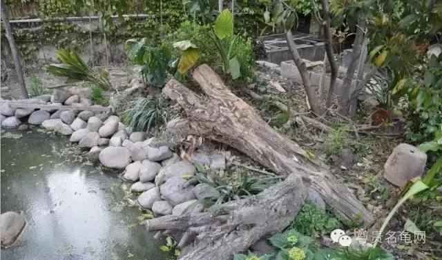 疯狂龟友，6次为龟修建豪华花园！