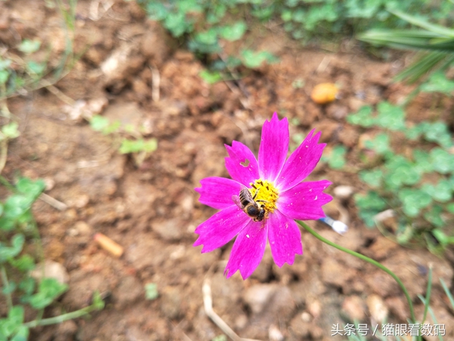 oppor9s手机测评,oppor9s测评什么处理器