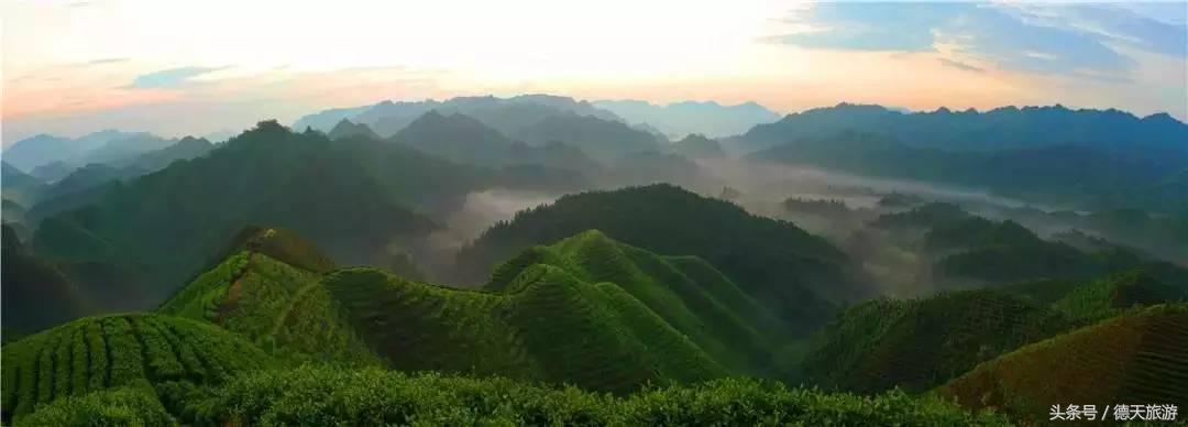 闻茶香回甘甜暖人心,闻茶香绿茶