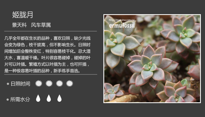 1000种多肉植物珊瑚图鉴,最全多肉品种图鉴