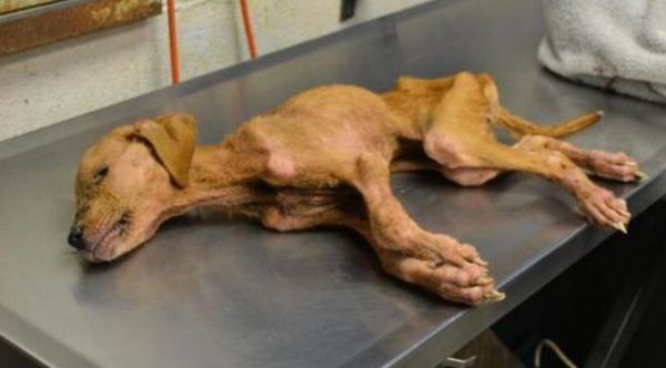 领养了被遗弃的狗狗,领养了一只被弃养的狗狗