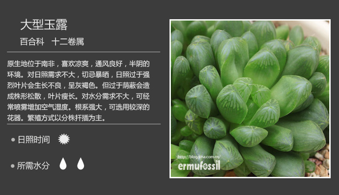 1000种多肉植物珊瑚图鉴,最全多肉品种图鉴